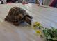 Des tortues aux Jardins du Revest : une rencontre qui éveille la curiosité Résidence Les Jardins du Revest Revest-les-Eaux